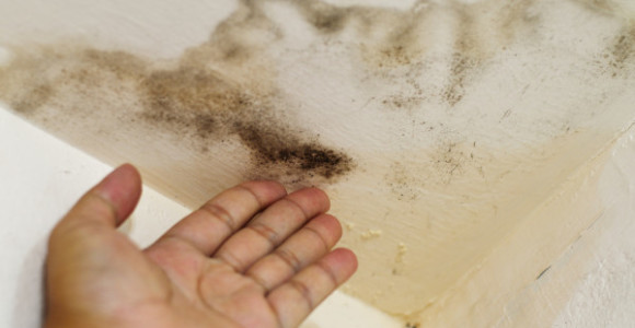 Resolving Spore and Mildew Issues in Your HVAC System Resolving Spore and Mildew Issues in Your HVAC System