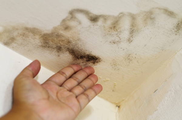 Resolving Spore and Mildew Issues in Your HVAC System
